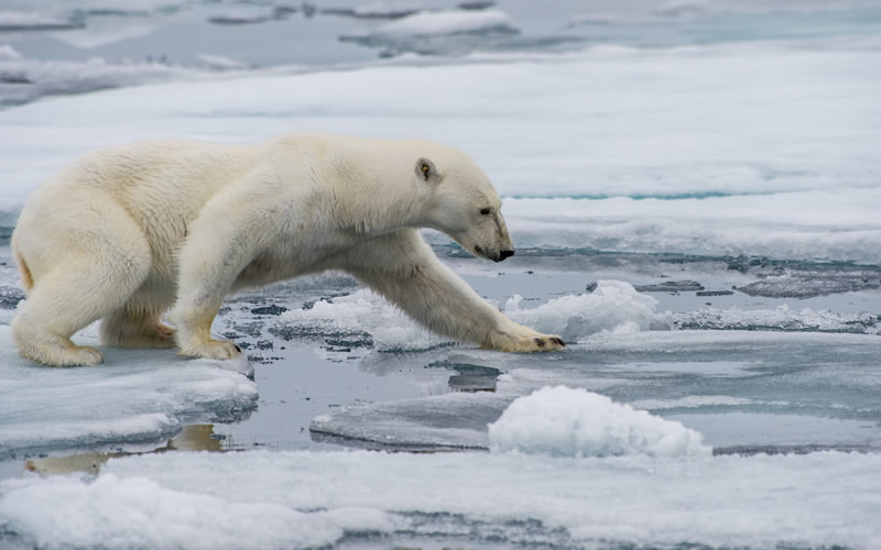 Thoughts on Environmental Collapse and&nbsp;Nature