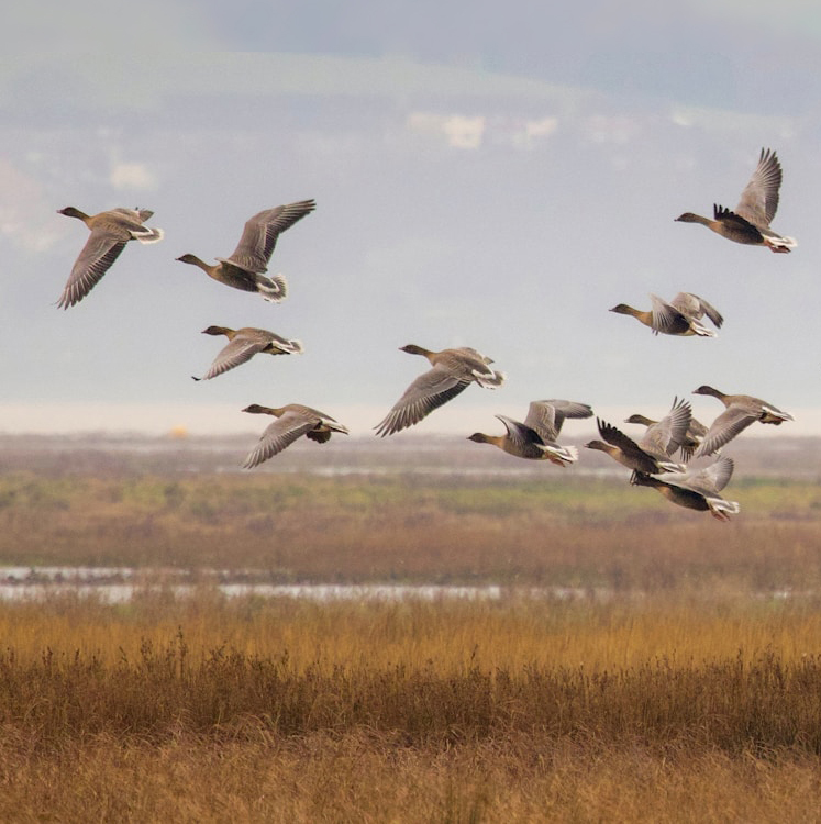 What We Need Is&nbsp;Here